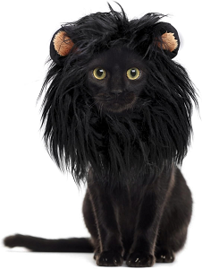Disfraz Halloween gato león