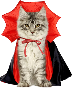Disfraz Halloween gato vampiro